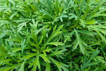 macro di vivida pianta di campagna