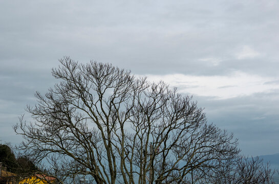 malinconica vista di rami secchi di albero contro il cielo nuvoloso