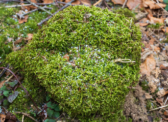 green moss on a stone