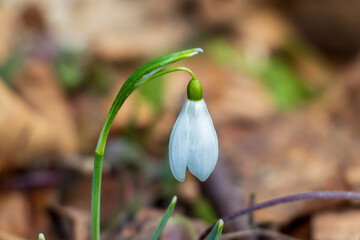 spring snowdrop flower