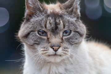 Closeup of the face of a lynx point cat