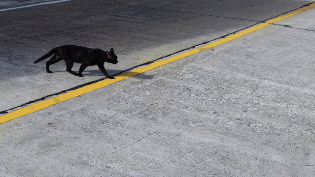 Black cat crossing road, and stepping on crack in the road, symbolizing bad luck and superstition