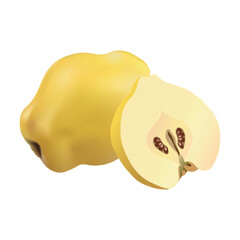 Realistic quince. Detailed illustration. 