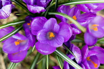 Obraz na płótnie Canvas Purple Crocus Glowing in Spring (Overhead Position) 3