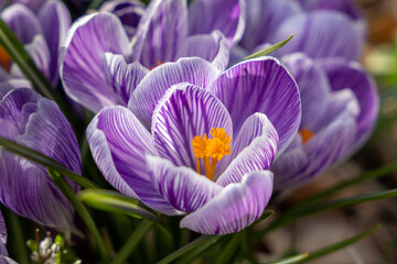 Purple Crocus Glowing in Spring (Landscape Orientation) 2