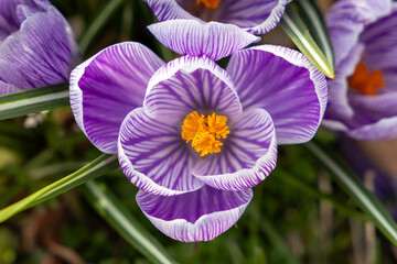 Purple Crocus Glowing in Spring (Overhead Position) 2