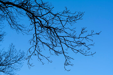 Silhouette of a bare tree branches against blue sky