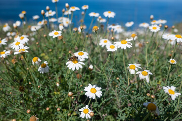 Mostly blurred Canary Island Marguerite or Dill Daisy yellow and white flowers