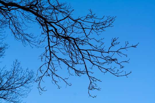 Silhouette of a bare tree branches against blue sky - Powered by Adobe