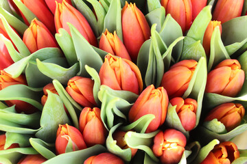 flowers red tulips with green leaves