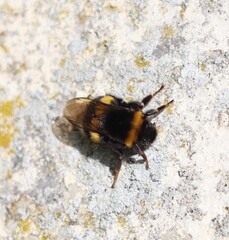 bumble bee on the ground