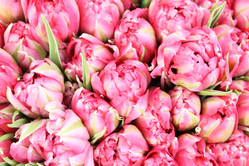 pink and white tulips. bouquet of pink tulips
