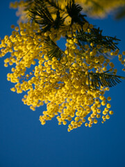 Beautiful bright yellow hairy mimosa flowers close-up. Blooming mimosa tree in early spring waves on wind. Sunny spring day. Acacia dealbata. Fluffy flowers in spring garden with sunny bokeh light