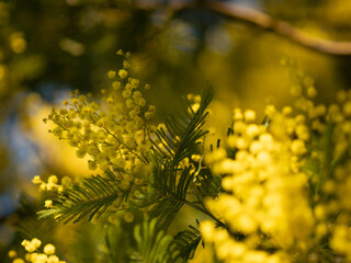 Beautiful bright yellow hairy mimosa flowers close-up. Blooming mimosa tree in early spring waves on wind. Sunny spring day. Acacia dealbata. Fluffy flowers in spring garden with sunny bokeh light