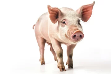 Fotobehang pig isolated on white background © FTE
