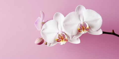 Fototapeta na wymiar Cherished Bloom: A Single White Orchid for Timeless Beauty & Wellness. Ai Generated Art. Wallpaper and Background. Concept Art for Health, Beauty and Wellness.