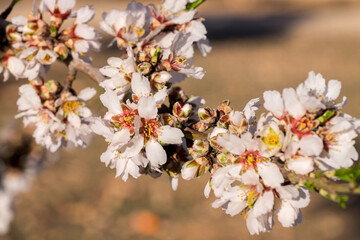 Flores de almendro en Castilla La Mancha, España