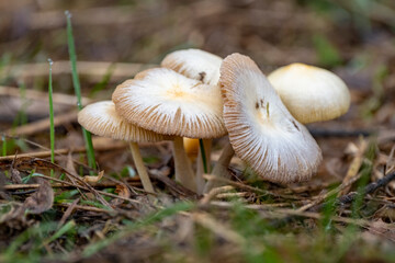 Bolbitius vitellinus (Bolbitius titubans) mushrooms 