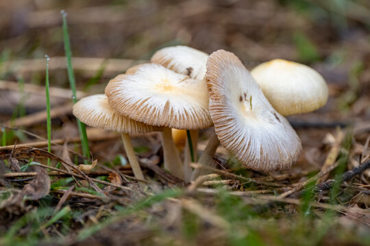Bolbitius vitellinus (Bolbitius titubans) mushrooms 