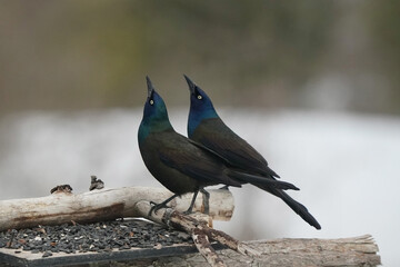 Grackles in early spring at feeder
