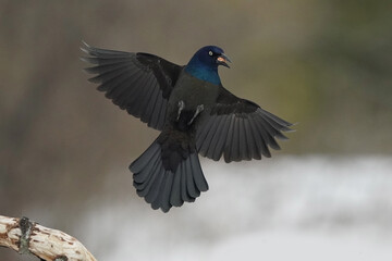 Grackles in early spring at feeder
