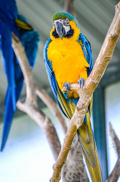 guacamayo parado en rama