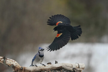 Blue Jay vs Red Winged Blackbirds at feeder at early spring