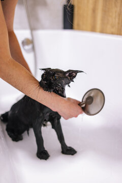 Shower time. Pedigreed animal. Tendance. Hygiene routine
