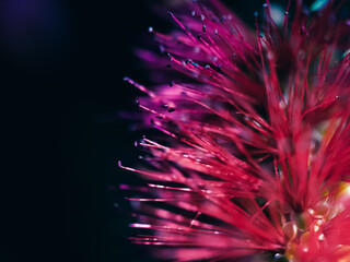 Callistemon flower
