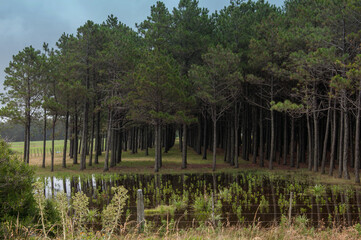 Fototapeta na wymiar lake in the woods in uruguay