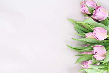 beautiful tulips isolated on a neutral background