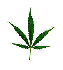 cannabis green marijuana leaf isolated on white background, weed leaves closeup, natural medical hemp macro