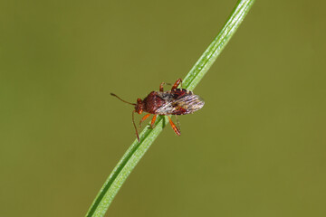 Closeup of the bug Rhopalus subrufus. Family Scentless Plant Bugs (Rhopalidae). On a stem. Spring, March, Netherlands. 