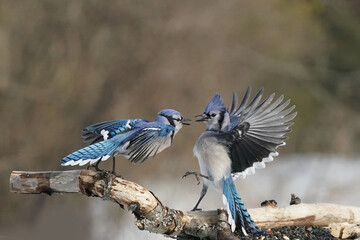 Blue Jays showing food aggression at bird feeder