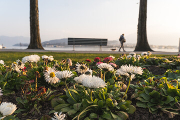 An der Seepromenade in Luzern mit Blumen im Vordergrund