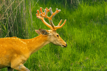 Chital Deer portrait 