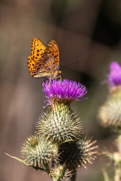 A butterfly resting on a burdock.