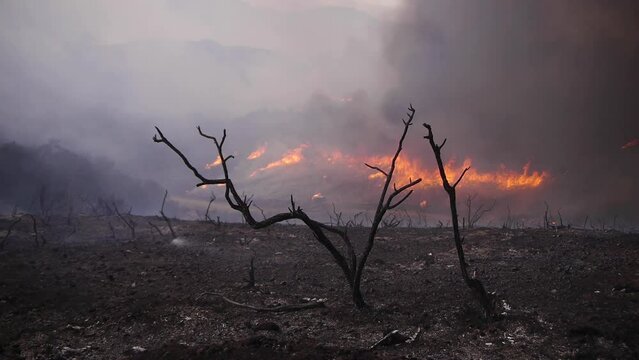 2022 - Controlled burns blaze behind dead trees in Santa Barbara, California.