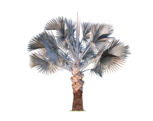 Big Bismarckia nobilis palm tree isolated on transparent background, png file