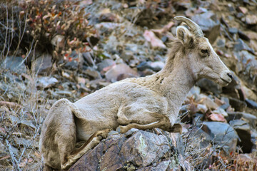 Bighorn sheep in Colorado