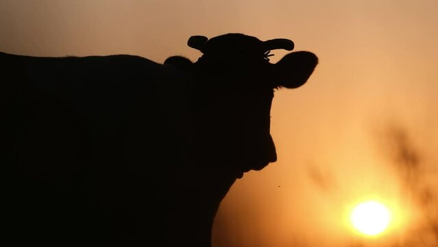 A beautiful video of the silhouette of a cow standing against the background of an incredible sunset