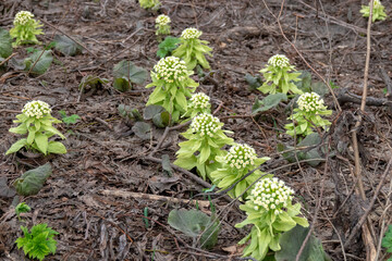 ふきのとう（北海道札幌市）