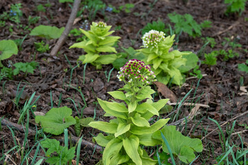 ふきのとう（北海道札幌市）