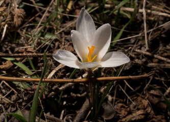Fototapeta na wymiar Crocus biflorus, (silvery; scotch). Spring primrose.