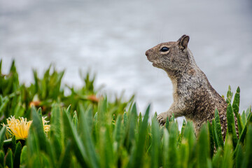 squirrel on the grass