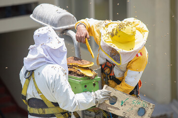 removal of honeycomb in urban area