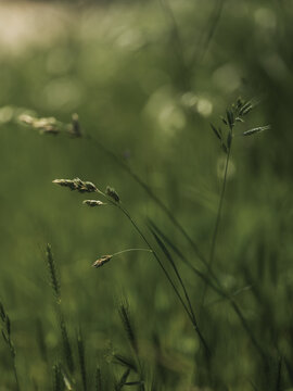 grass