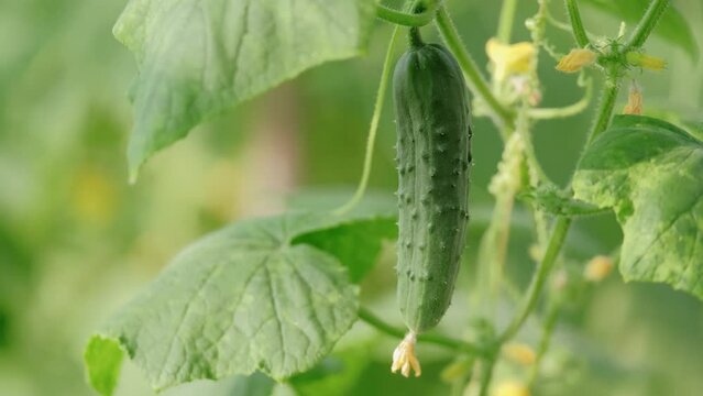 Close up video of fresh cucumber in garden.