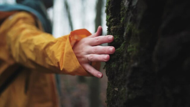 Hand of married woman with ring on finger in yellow jacket touches wide tree trunk covered green moss in forest. Ecology concept of nature woodland energy. She walks among trees enjoys her stroll.