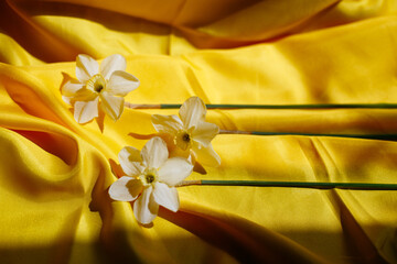 Three of daffodils on a bright yellow background. Beautiful curves of fabric and spring flowers on it. Light and shadow on backdrop. Top view with free space for text.